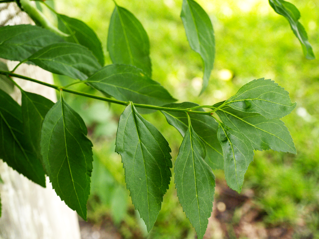 forsythia x intermedia lynwood leaves