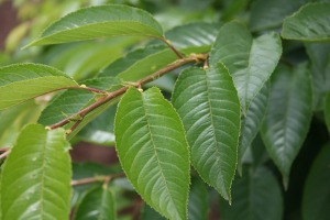 Prunus x yedoensis leaves