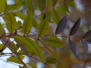 Fraxinus angustifolia 'Raywood' leaves