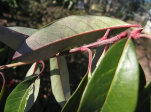 Stranvaesia davidiana leaves