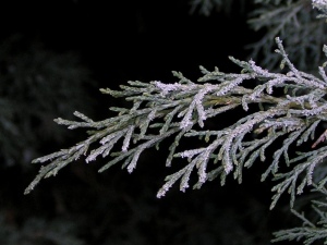 Juniperus sabina frost
