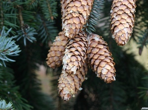 Picea pungens glauca group cones