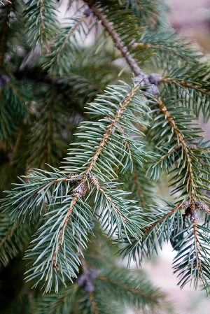 Picea pungens glauca Group general