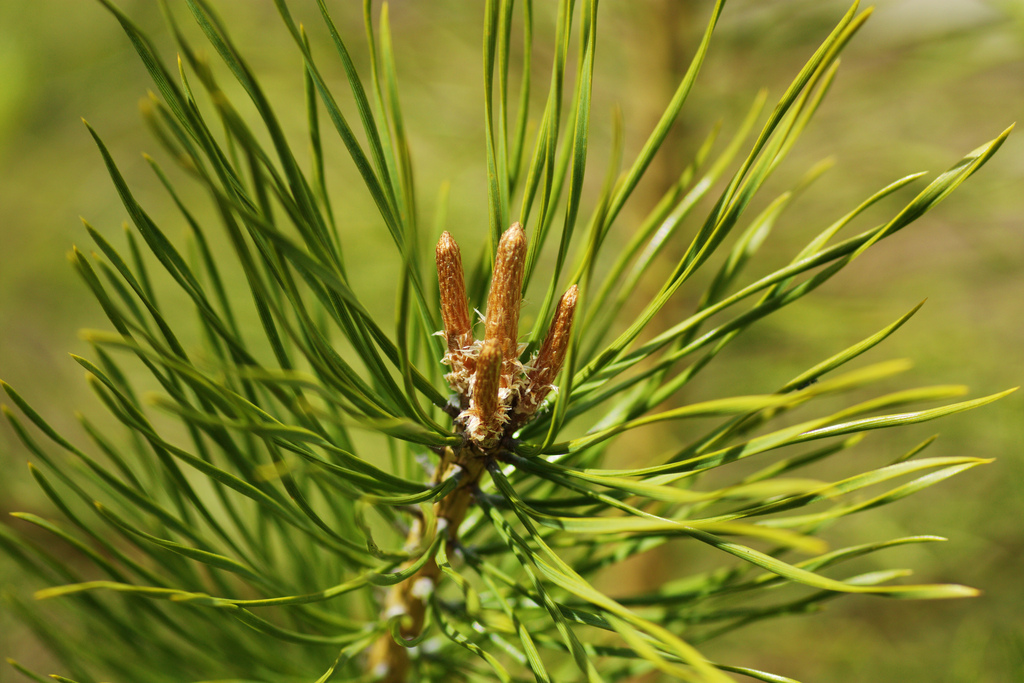 Обычная хвойная. Сосновый вертун сосны обыкновенной. Крона сосны обыкновенной. Pinus Sylvestris молодая. Флаговая крона сосен.